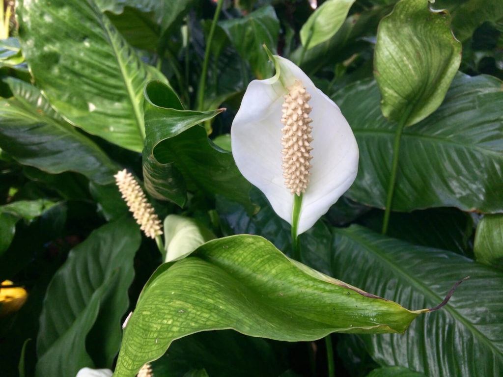 lepelplant bruine puntjes