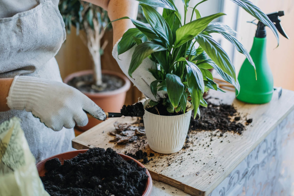 lepelplant verplanten