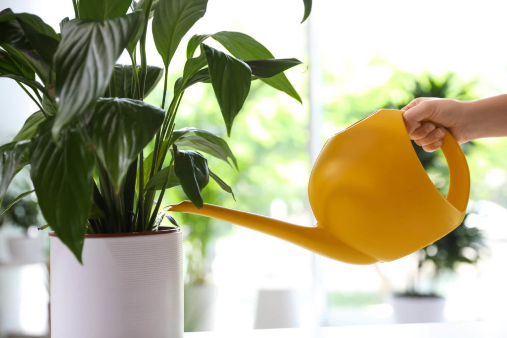lepelplant water geven