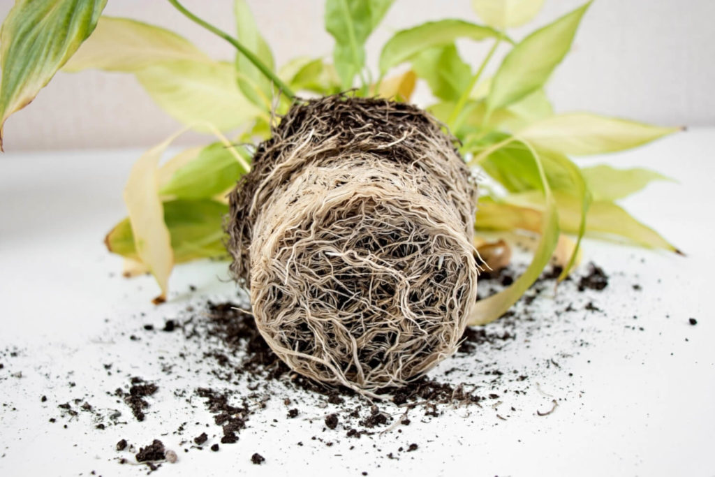 lepelplant wortels