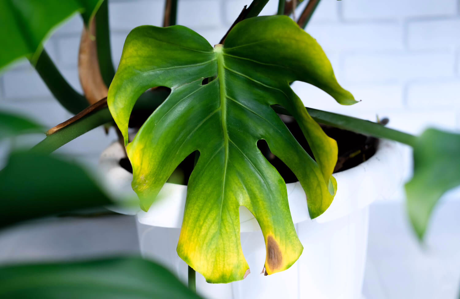 monstera-bruine-vlekken