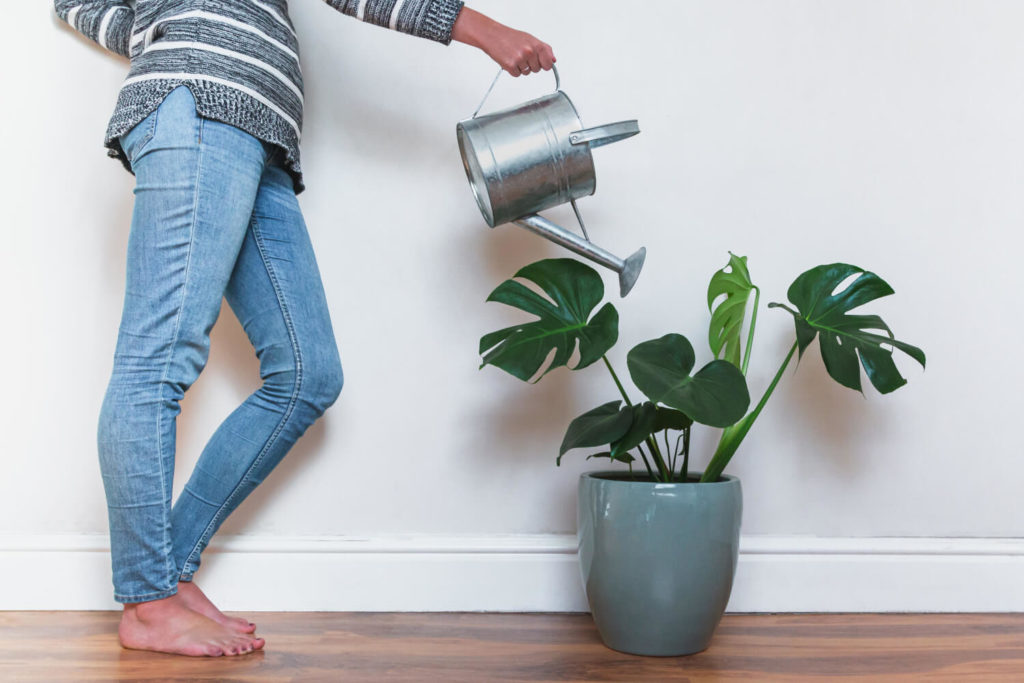 monstera gießen