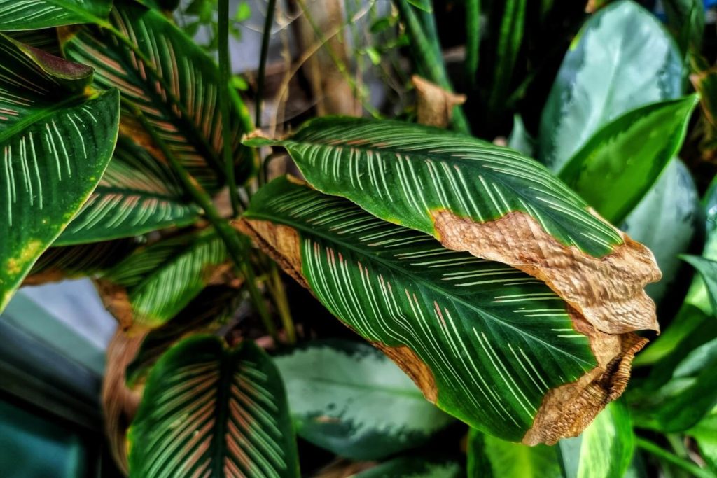bruine randen bladeren calathea