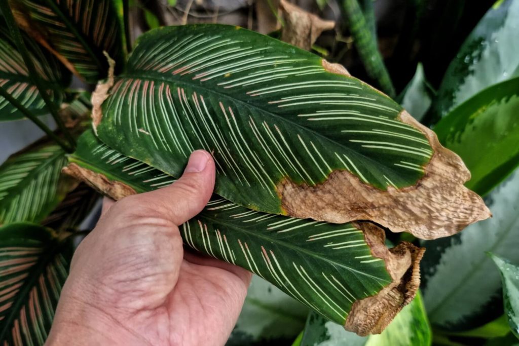 calathea bruine randen