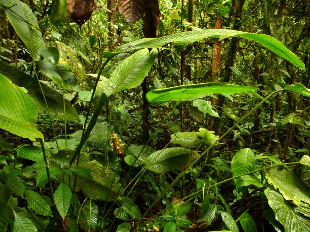 bruine randen calathea luchtvochtigheid