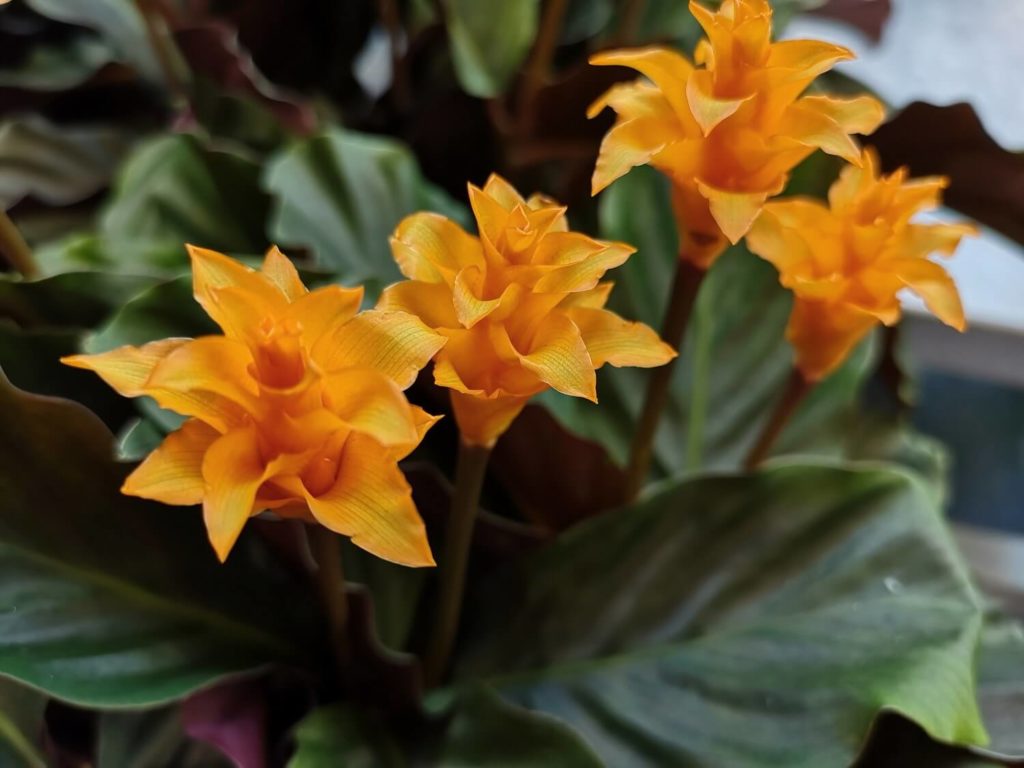 Calathea Crocata tassmania