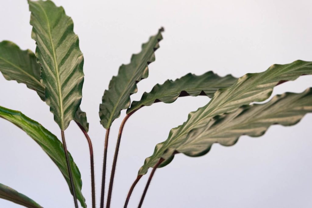 Calathea Crocata Blatt