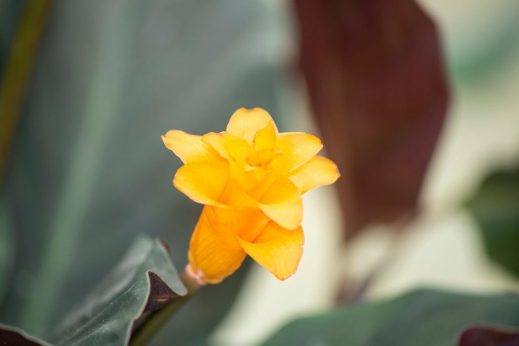 Calathea Crocata Blüte