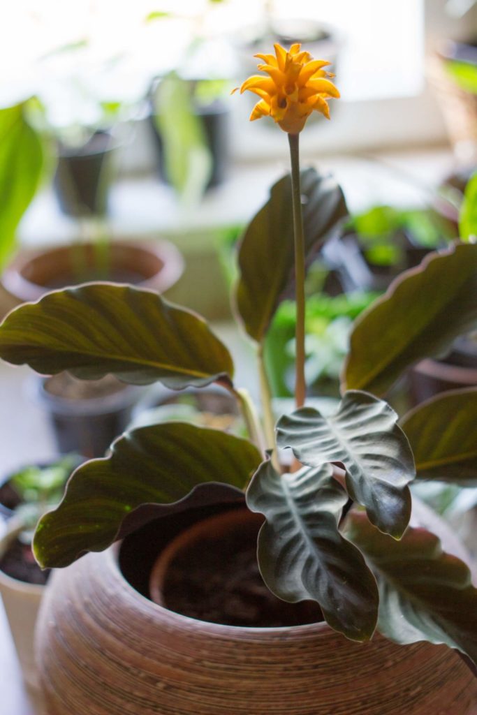 Calathea Crocata Pflege