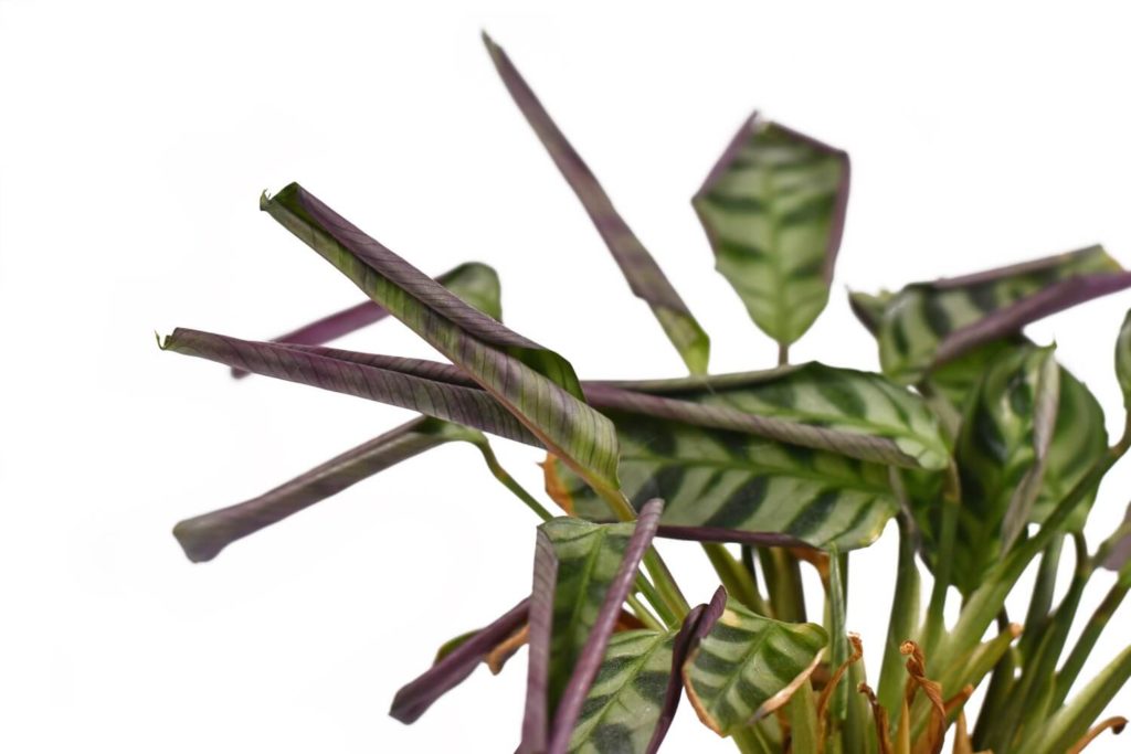 calathea hängt schlaff