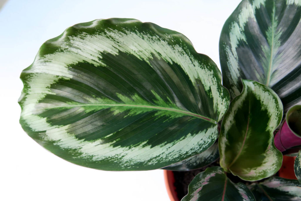 Calathea Medaillon