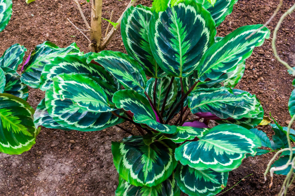 Calathea Medaillon Blätter