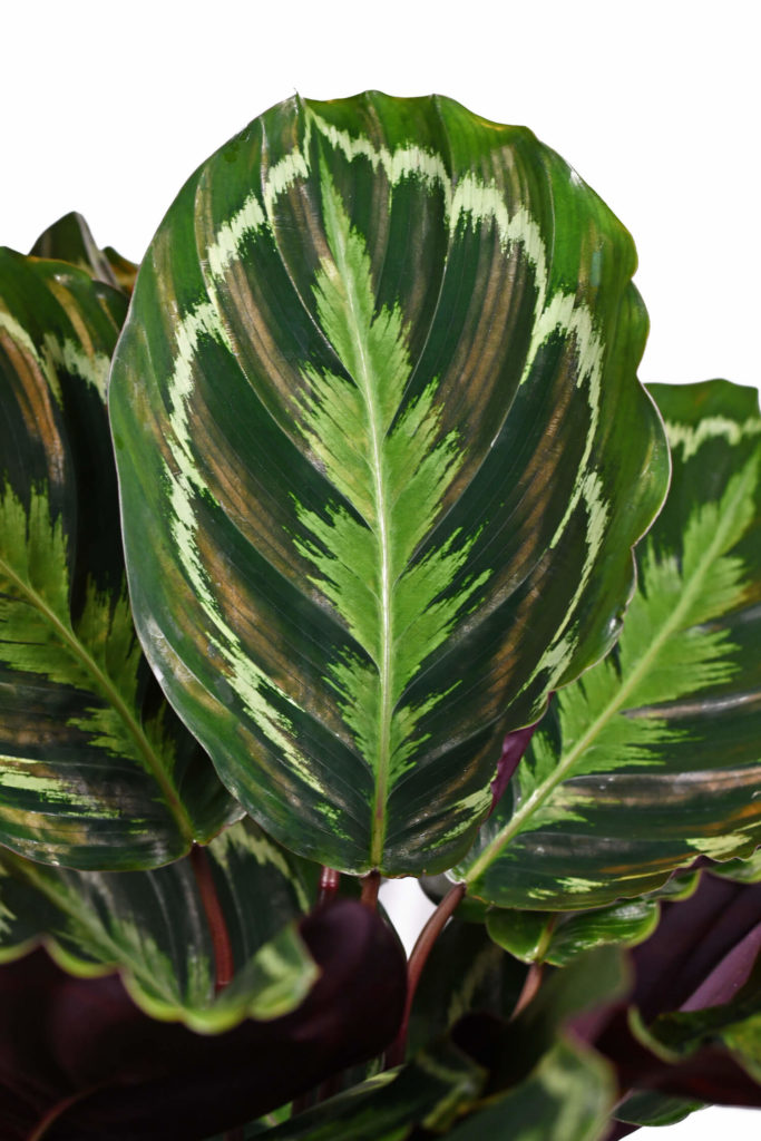 Calathea-Medaillon Nahaufnahme