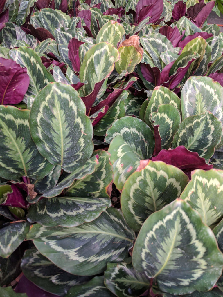 Pflege des Calathea-Medaillons