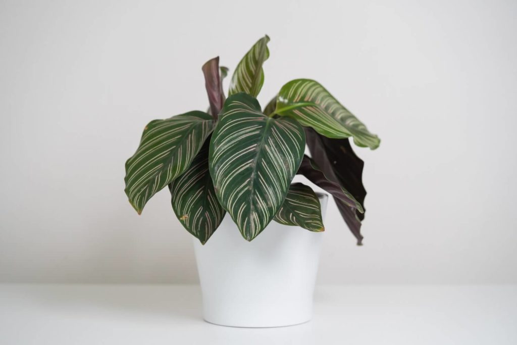 Calathea schlaffe Blätter
