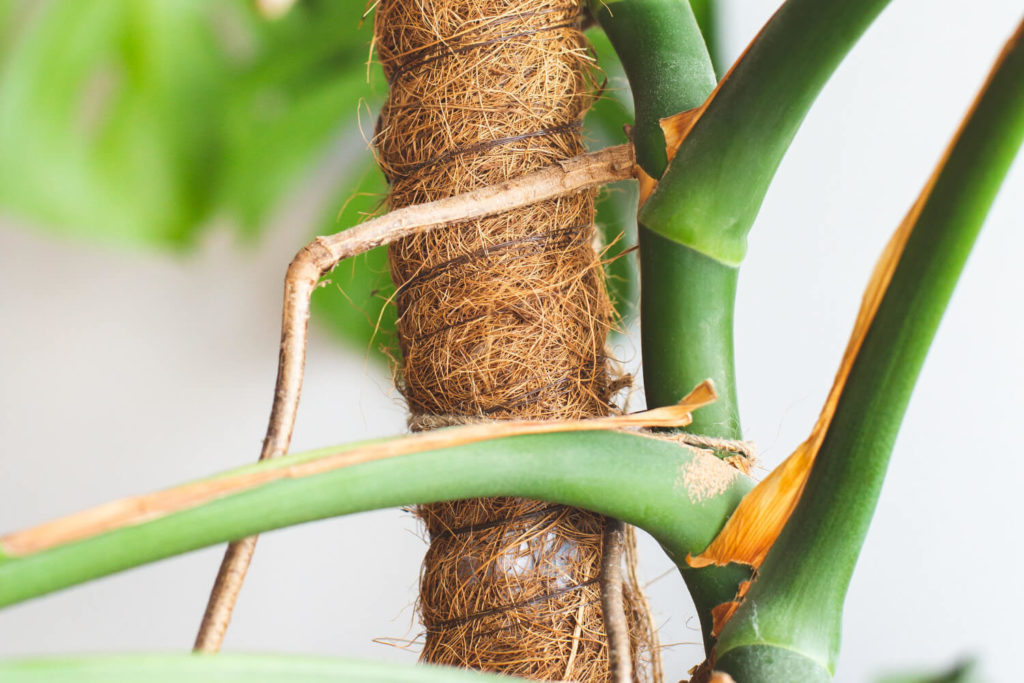luchtwortels monstera