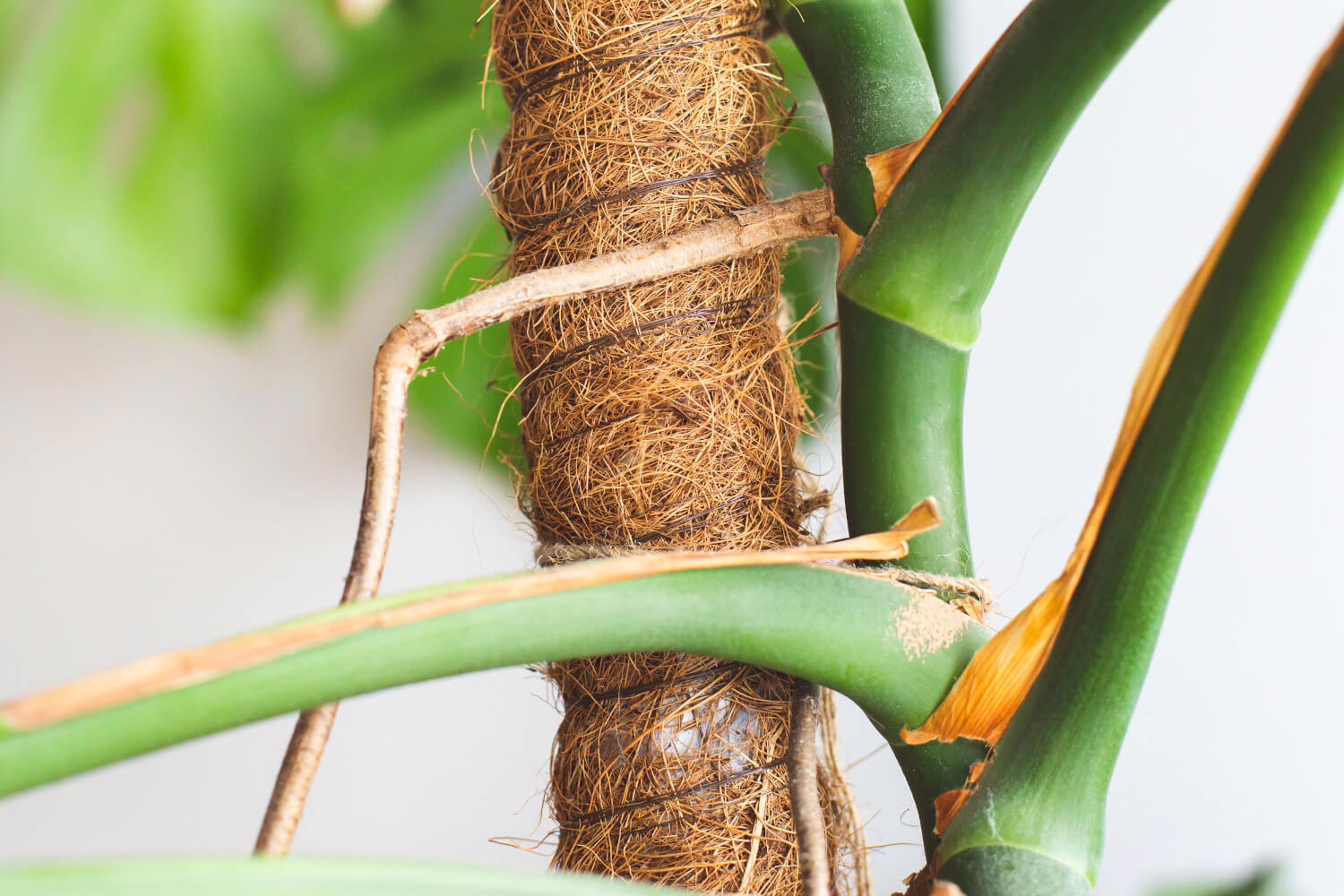 luchtwortels monstera