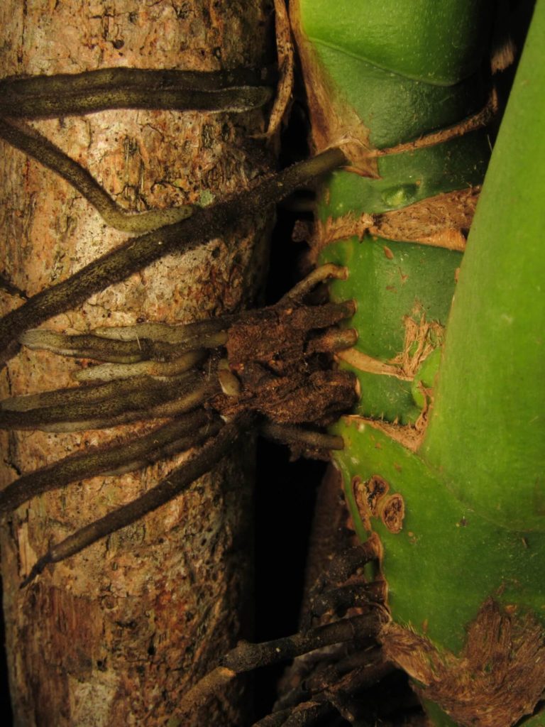 lass monstera klettern
