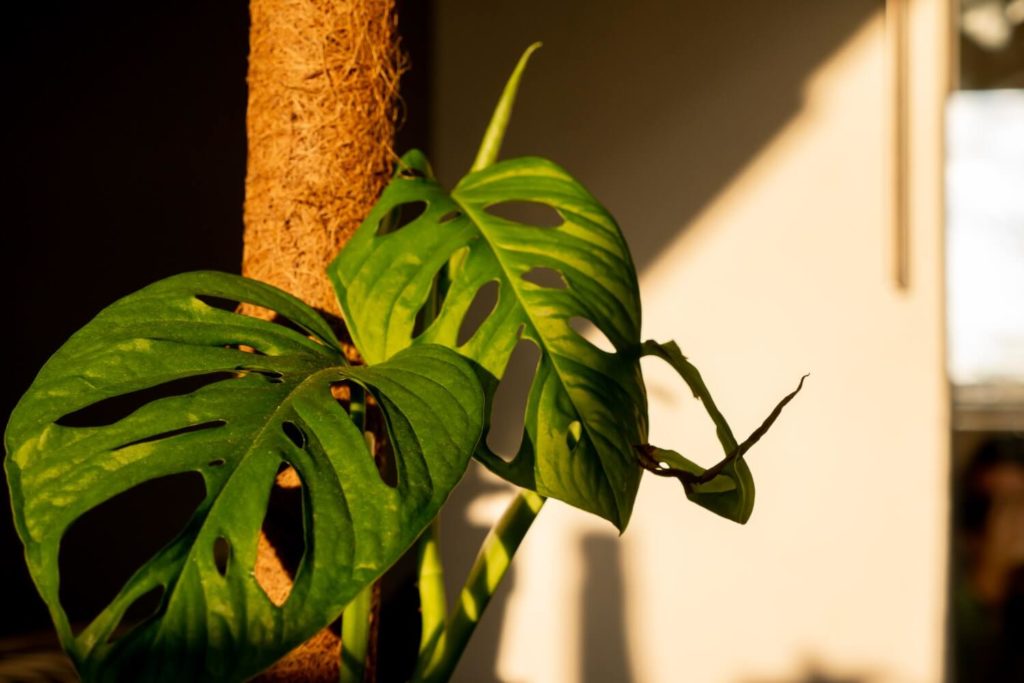 Monstera hochbinden