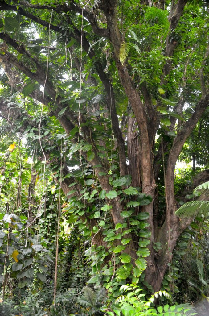 Monstera als Kletterpflanze hochbinden