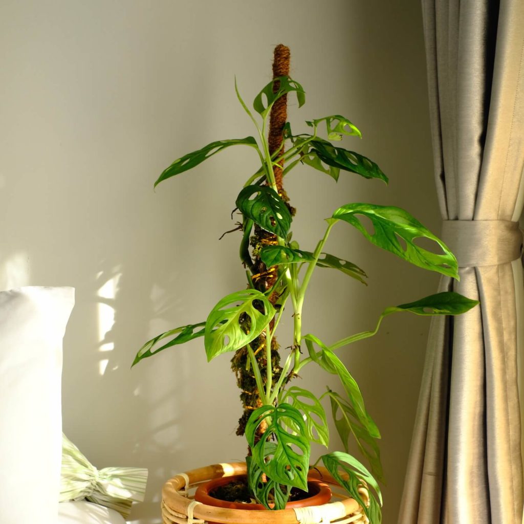 Binden der Monstera mit Moosstock