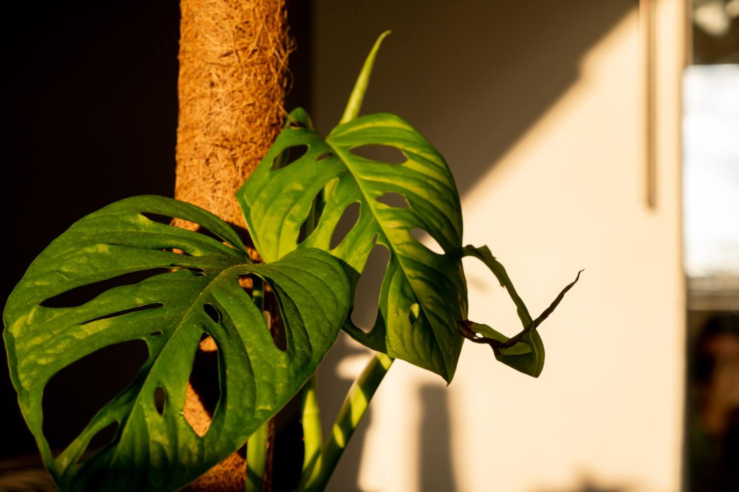 monstera opbinden