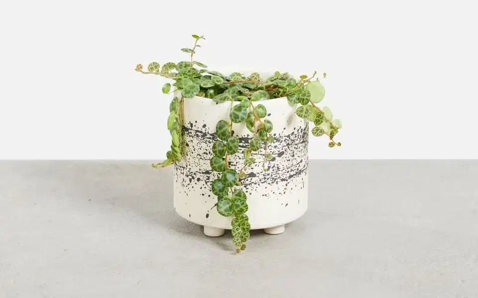 mini hangplantjes