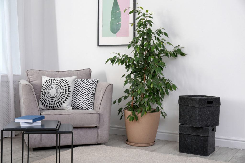 Ficus-Zimmerpflanze