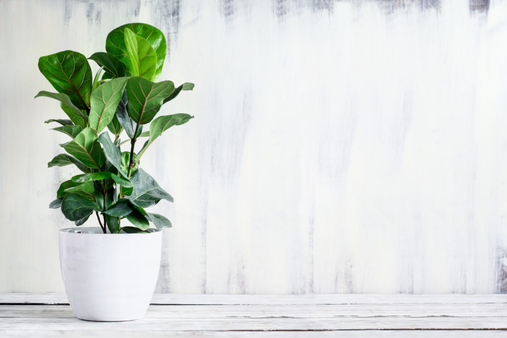Ficus-Topf