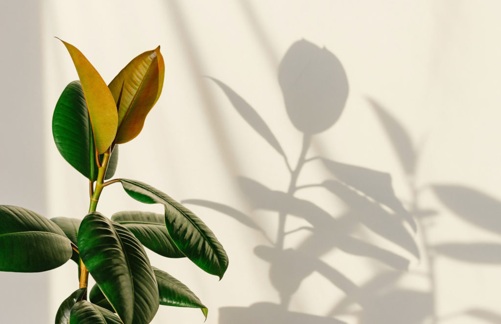 Ficus-Sonnenlicht