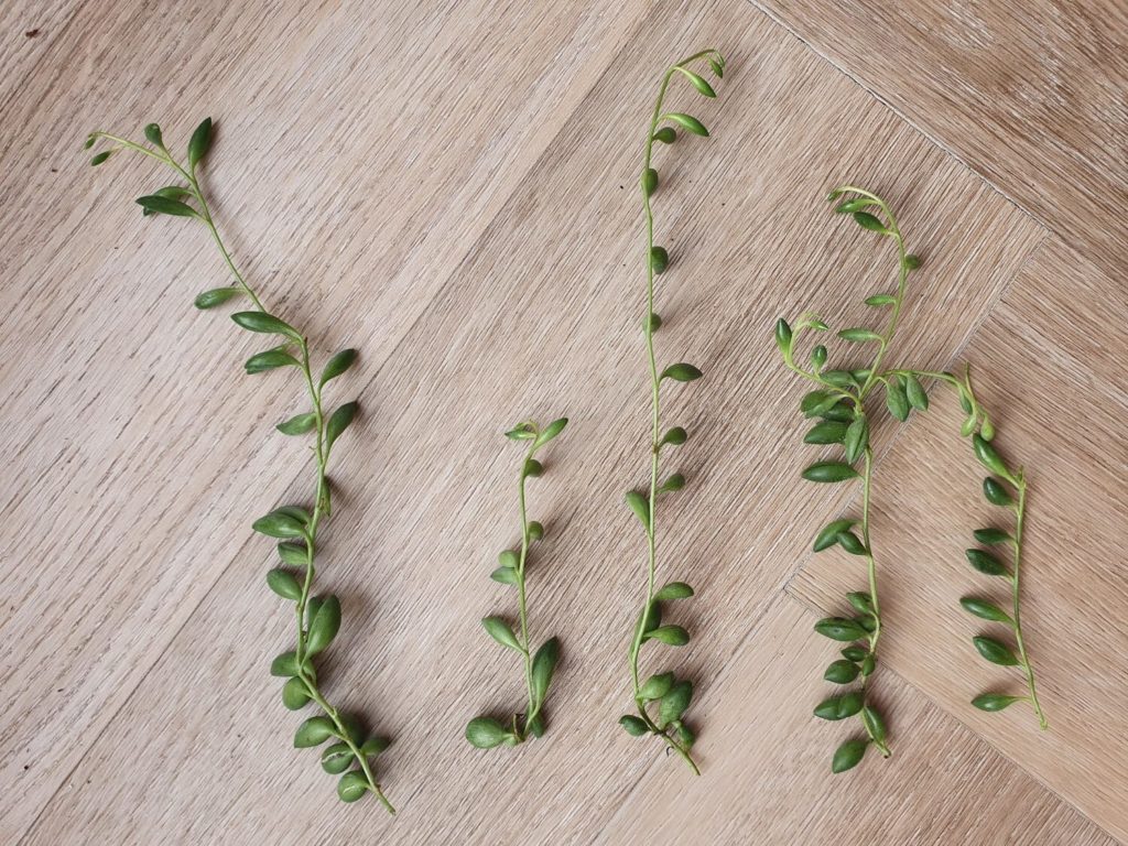 afgeknipte Erwtenplant stekken