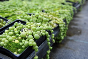 Erwtenplant stekken