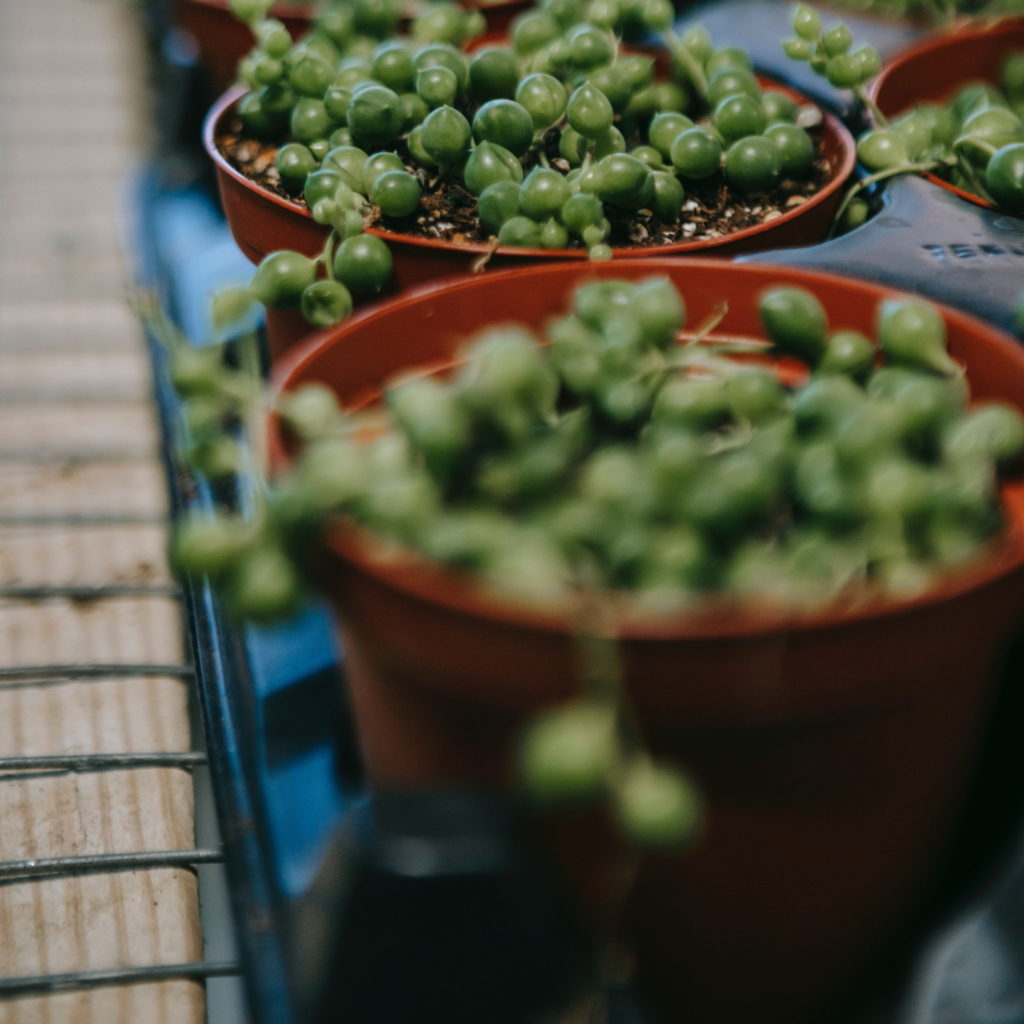 Erwtenplant stekken in aarde