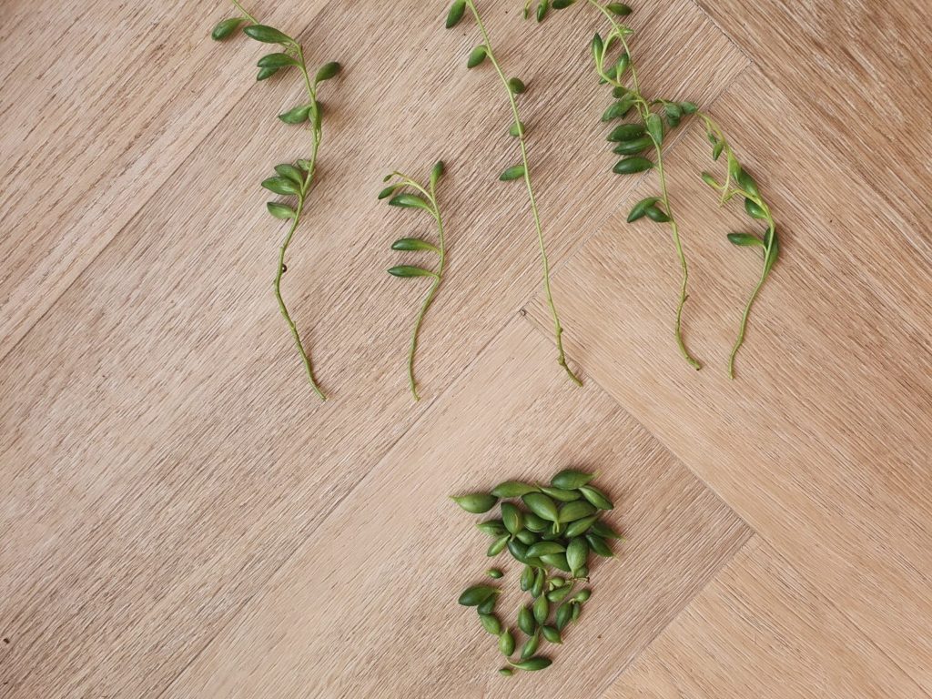 blaadjes van de Erwtenplant stekken