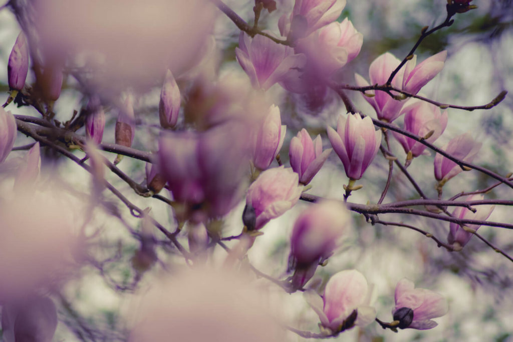 Magnolia stekken