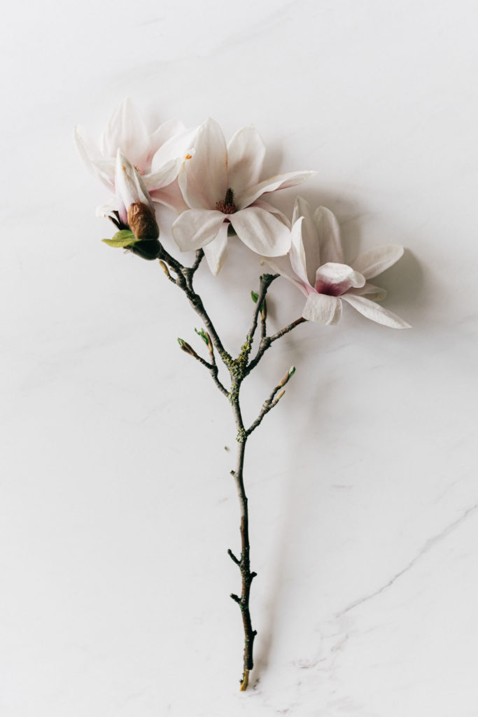 Magnolia stekken afgeknipt