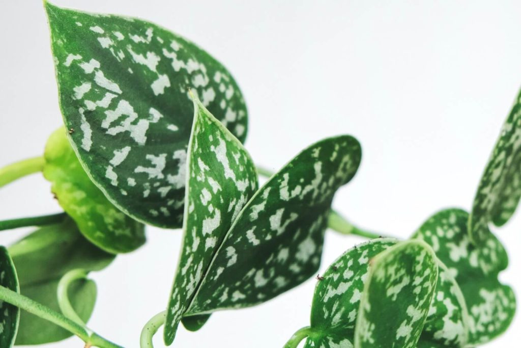 Stecklinge von Scindapsus pictus