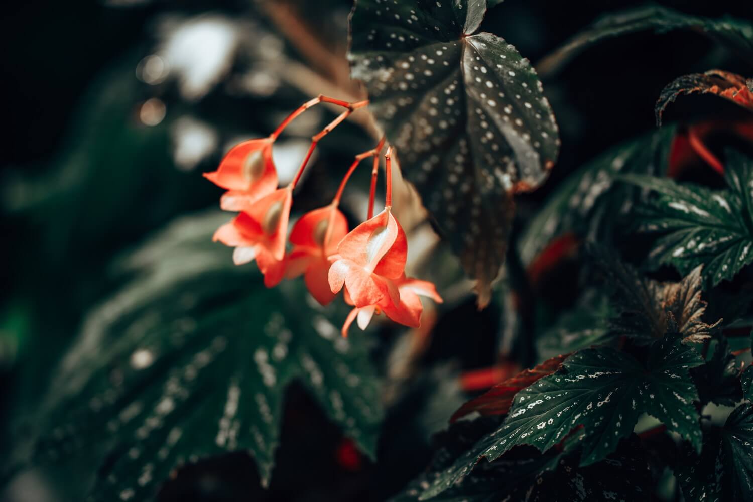Stippen Begonia stekken
