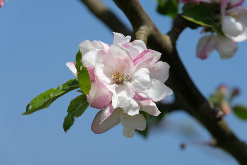 appelboom verplaatsen