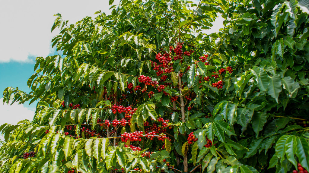 Coffea arabica