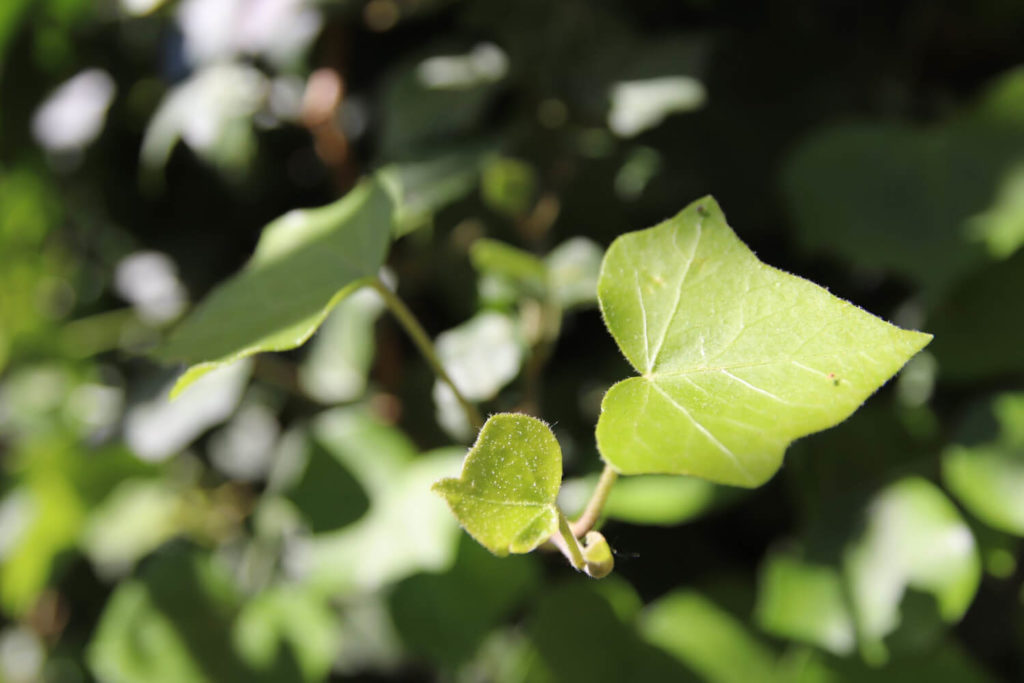 hedera stekken