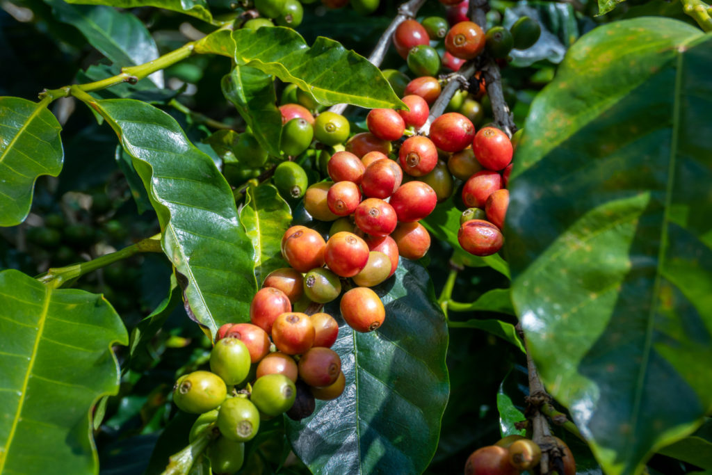 Ernte der Kaffeepflanze