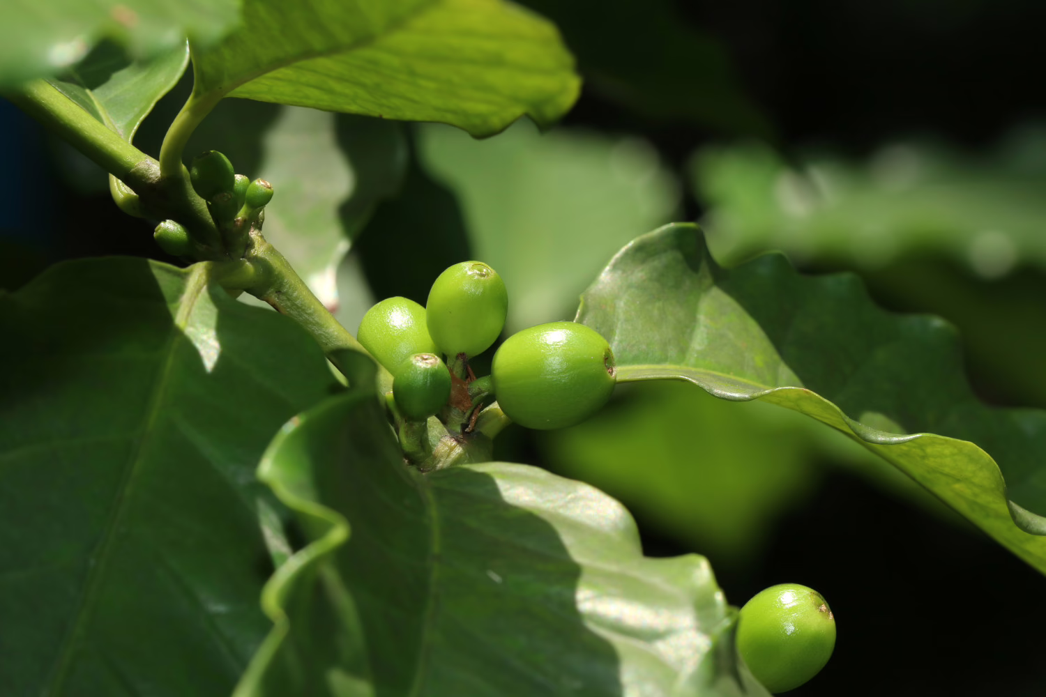 koffieplant