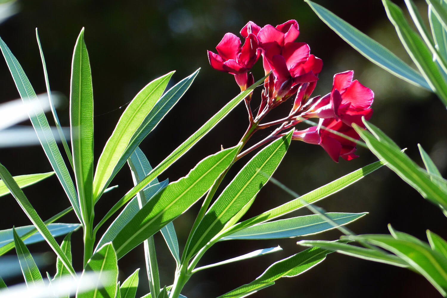 oleander gele bladeren
