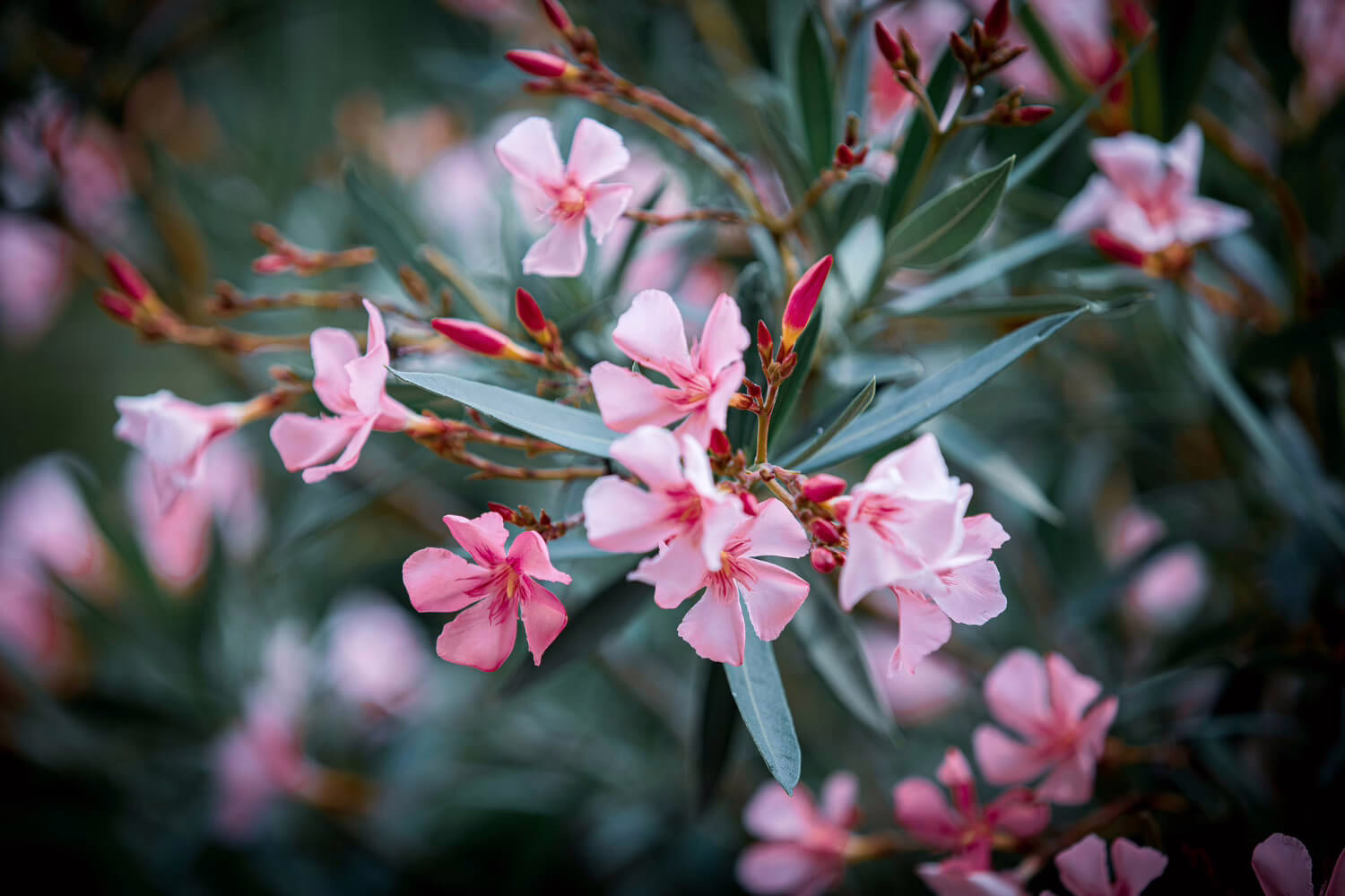 oleander stekken