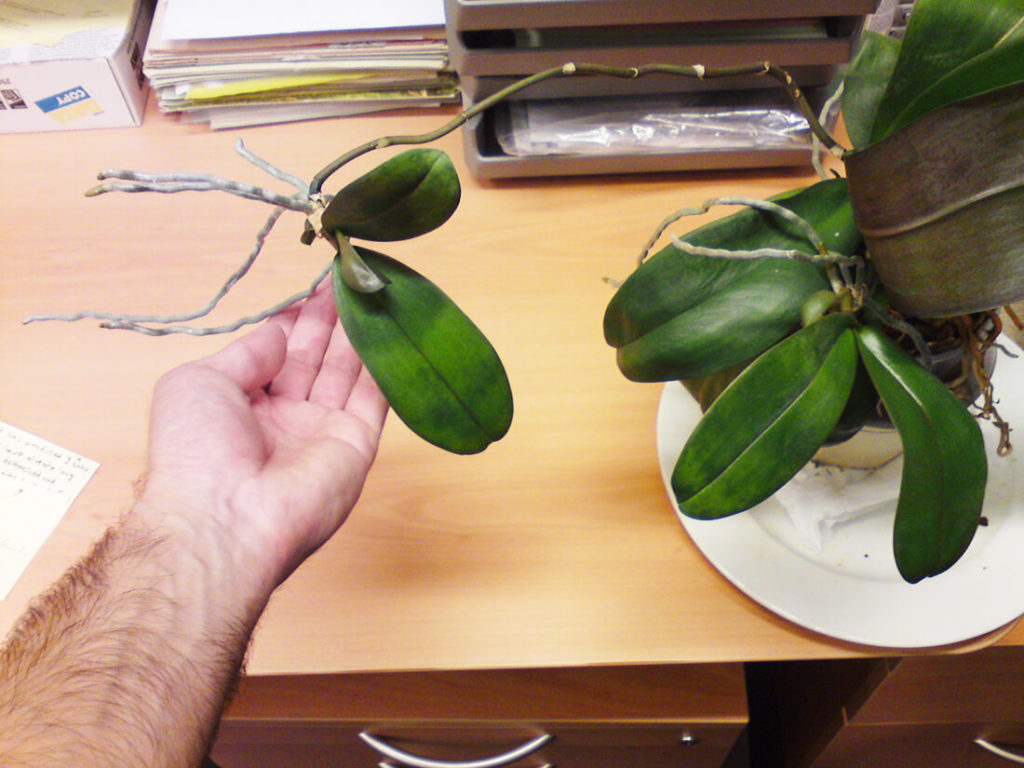 orchidee stekken met keiki