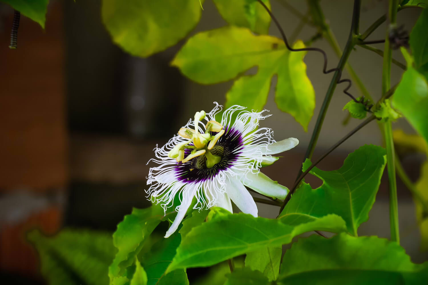 passiebloem stekken