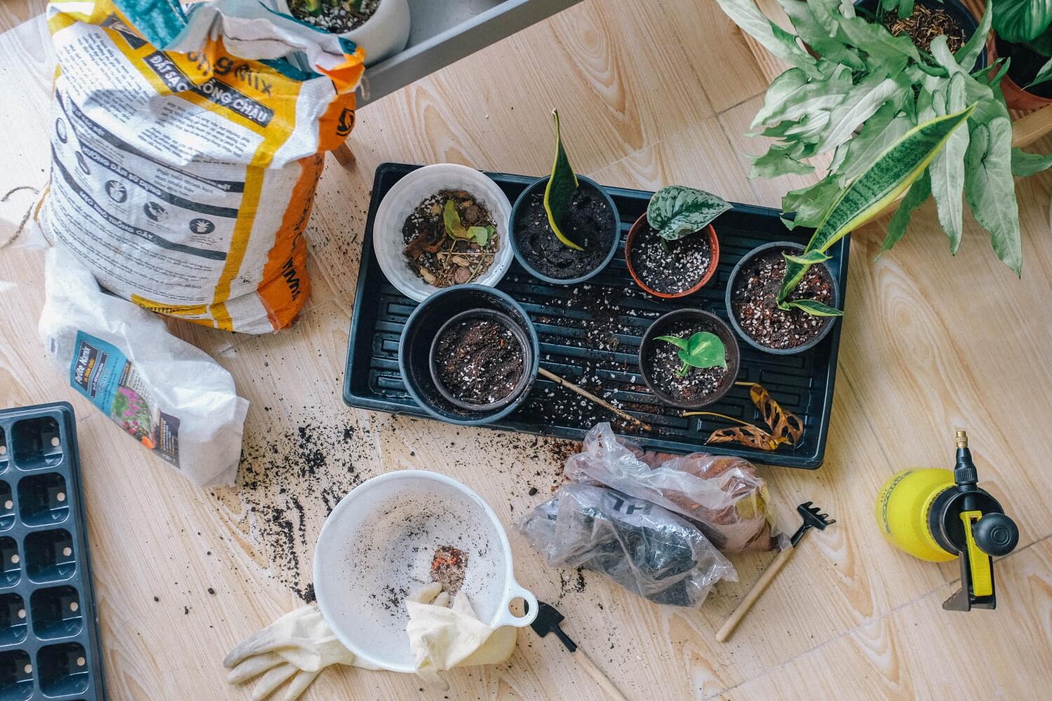 planten stekken