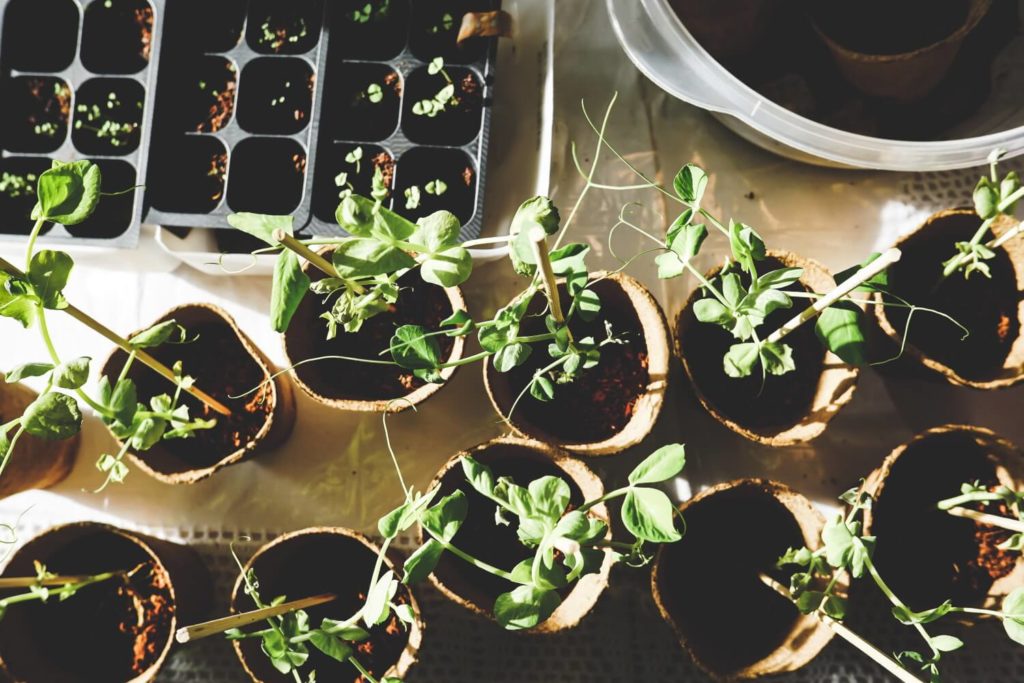 tuinplanten stekken