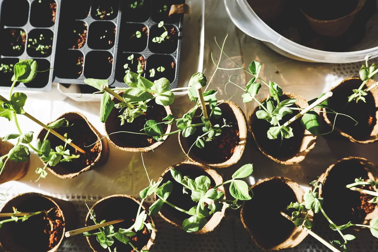 tuinplanten stekken